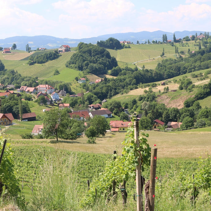 Grüner Veltliner: A funny name for a delicious wine